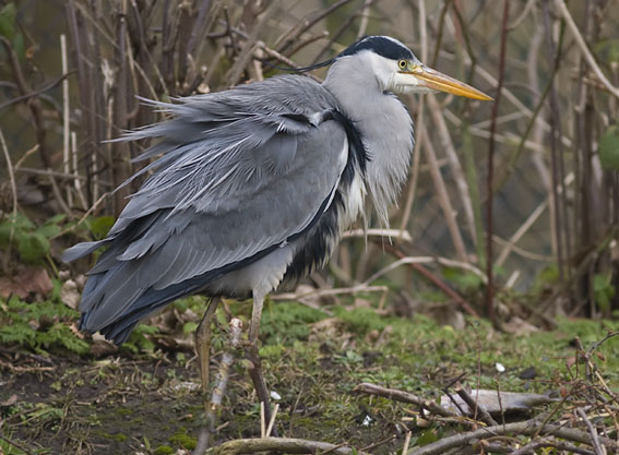 Blauwereiger_brasem291207P